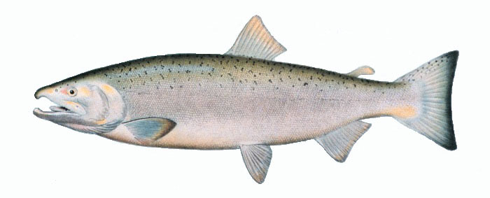 В Приморье не пощадили пять тонн красной рыбы: её сожгли