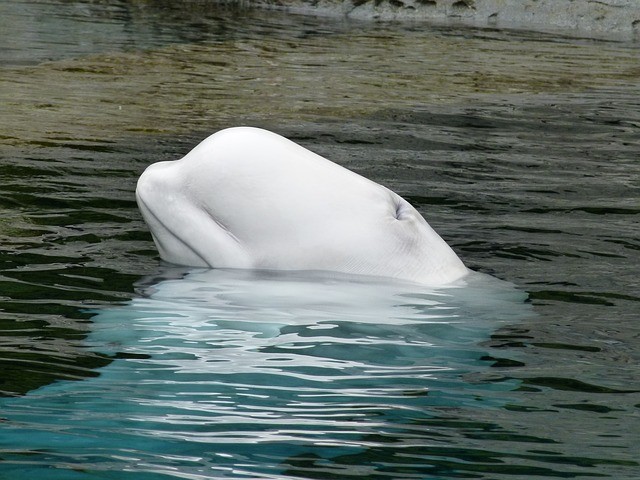 Зоозащитники призвали Следственный комитет отпустить животных из «китовой тюрьмы» в Приморье