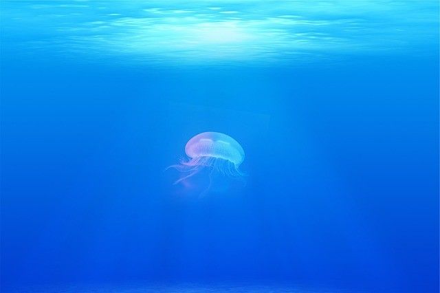 В Приморском океанариуме поселились 16 медуз Кассиопей