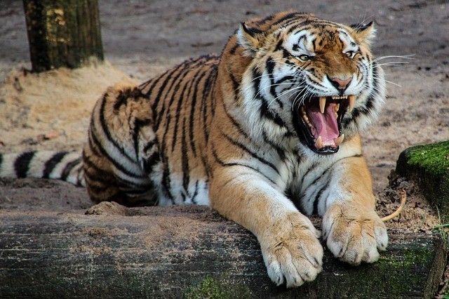 В Приморье пострадавшие от тигра фермеры получили компенсацию