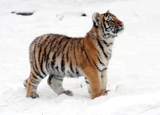 Названо оптимальное число особей амурского тигра для Дальнего Востока