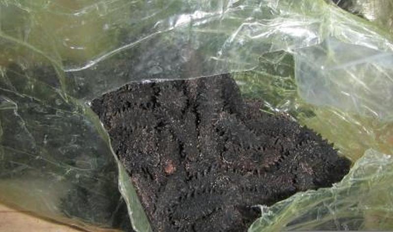 Китайские туристы пытались на своих телах вывезти более 26 кг сушёного трепанга