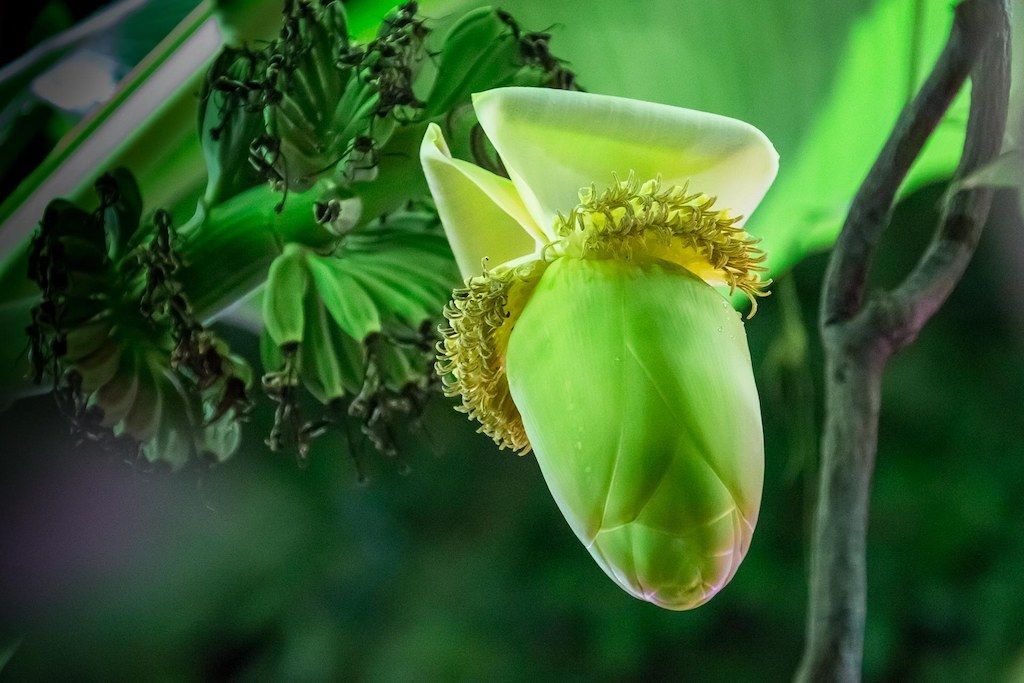 В «Тропическом лесу» Приморского океанариума зацвёл банан