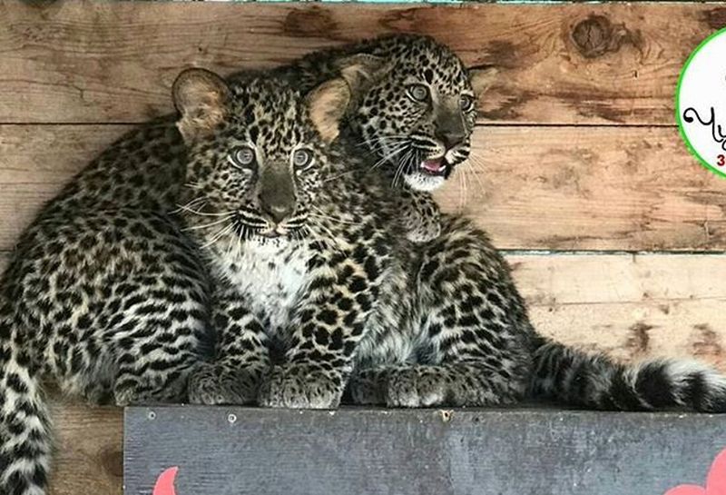 В приморском зоопарке «Чудесный» поселились два маленьких леопарда
