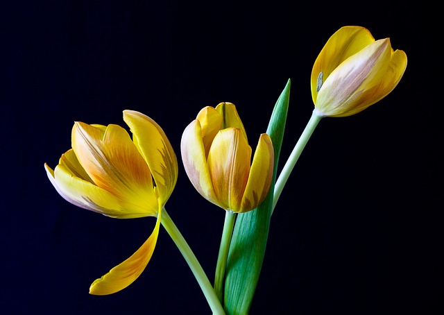 Ассоциация флористов Владивостока пообещала не поднимать цены на цветы к 8 марта