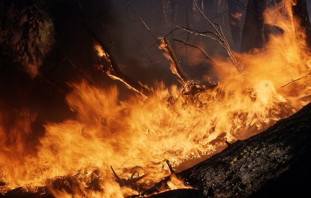 Приморцев шокировали фотографии столбов дыма от горящего леса