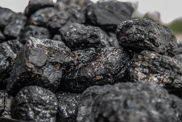 Уголь с отпечатками доисторических растений показали приморским школьникам