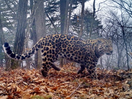 Выживший после схватки леопард вновь попал в объективы фотоловушек