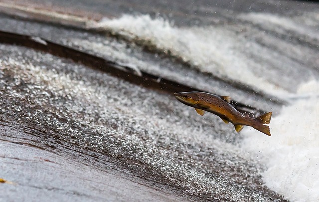 В Уссурийске подтопленцы ловили грязную рыбу голыми руками