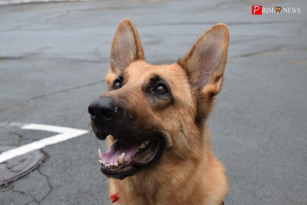 Приморских полицейских проинформировали о нанизанной на забор собаке