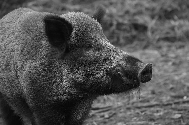 В Приморье обнаружили вирус классической чумы свиней
