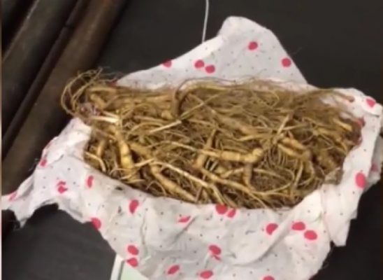 Сушёный трепанг, корни женьшеня и рог сайгака обнаружили уссурийские таможенники в фуре, выезжающей в Китай