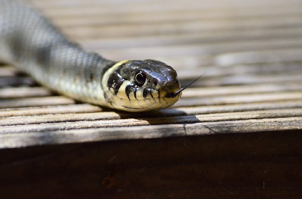 В Находке очевидцы обнаружили змею в подъезде дома