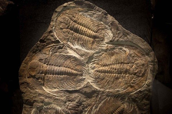В Приморском океанариуме установили плиту с окаменелостями трилобитов. Ей около 540 миллионов лет
