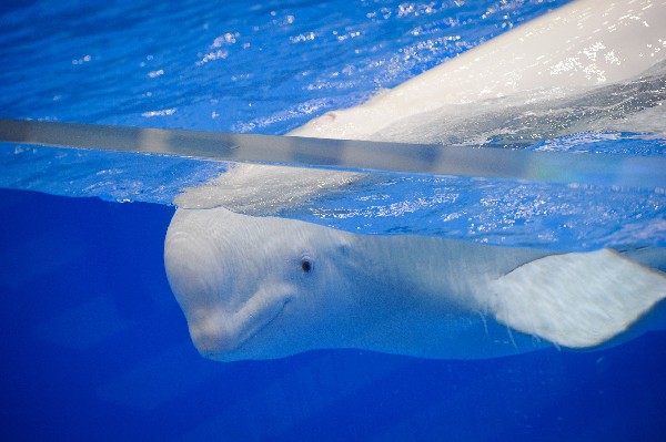 Белухи Приморского океанариума не захотели отдыхать и попросились на аквасцену дельфинария