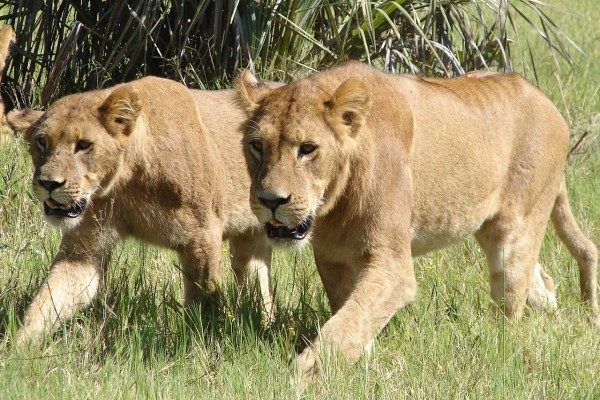«Крымские» африканские львы поселились в «Приморском сафари-парке»
