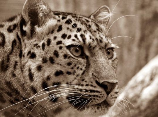 Прокуратура проверила зоопарк в Уссурийске, в котором леопард напал на ребёнка