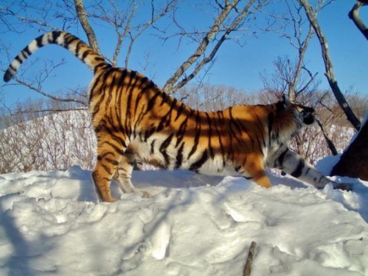 Милые кадры: в Приморье семья тигров поселилась вблизи фотоловушек «Земли леопарда»