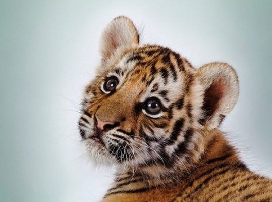 Популяцию амурских тигров, реабилитированных в Приморье, намерены увеличивать в китайском нацпарке