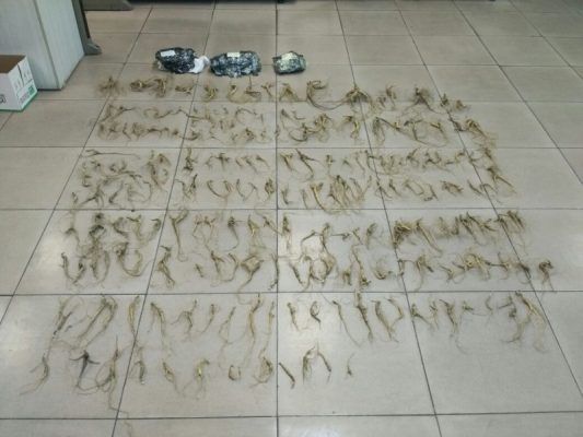 Из Приморья в Китай пытались вывезти 212 корней женьшеня