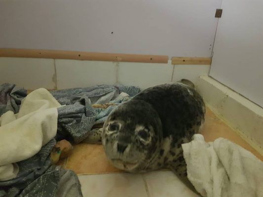 Сбор средств на строительство нового реабилитационного центра для тюленей стартовал в Приморье