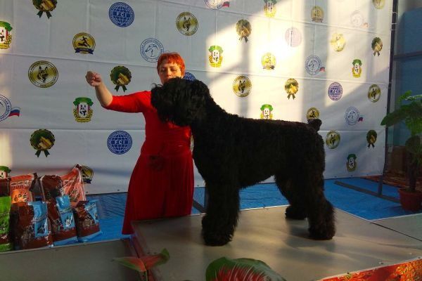 В выставке собак «Владивостокская весна» участвовали кинологи конвойной службы