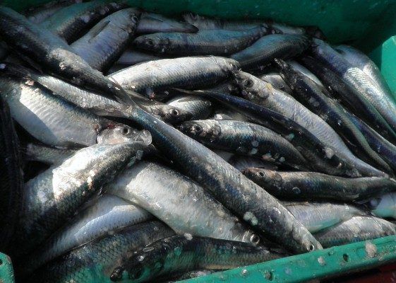 Во Владивостоке изъяли 30 кг рыбы неподтверждённого качества