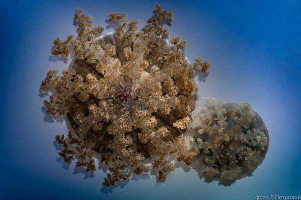 Перевернутые медузы успешно адаптировались в Приморском океанариуме