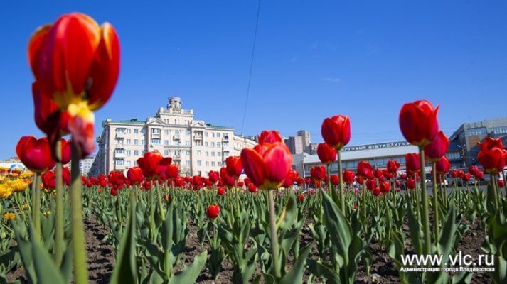 Яркий Владивосток: город украсили тысячами цветов