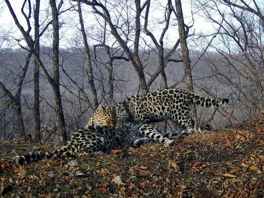 Впервые на фото удалось запечатлеть кормящую самку дальневосточного леопарда