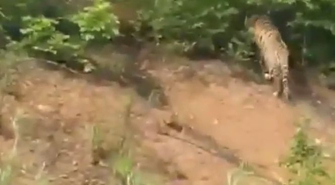 Автомобилисту в Приморье повстречались сразу два тигра