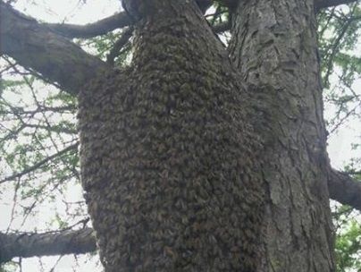 «Будьте осторожны»: огромный пчелиный рой ужаснул жителей Владивостока