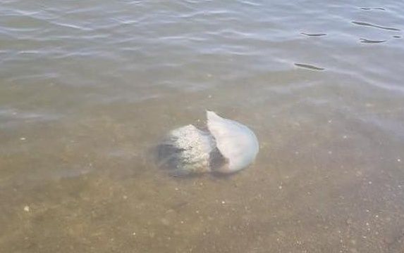 Огромная медуза напугала приморцев