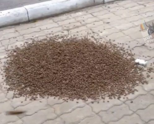 Огромный рой пчёл возле ЗАГСа наводил ужас на жителей Уссурийска