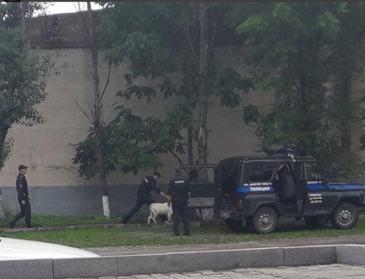 Полицейские поймали козла в Уссурийске