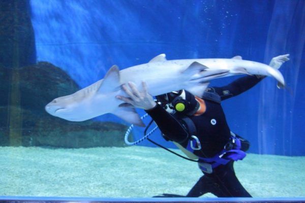 Беспощадных убийц представили в экспозиции «Мир акул» Приморского океанариума