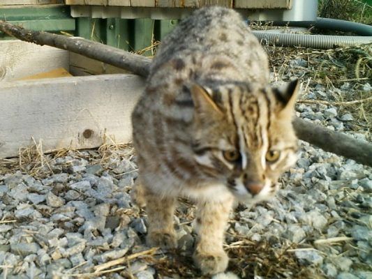 Дальневосточный лесной кот-подкидыш из Приморья оказался даже более агрессивным, чем тигры