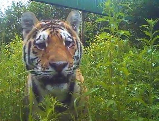 Амурский тигр из Приморья в ходе «командировки» в Китай убил барана
