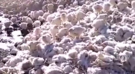 «Ужас»: в Приморье на улицу выбрасывают сотни полуживых куриц