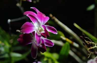 «Сладкий сахарок», «Зелёный сапфир», «Венерин башмачок»: орхидеи цветут в Приморском океанариуме