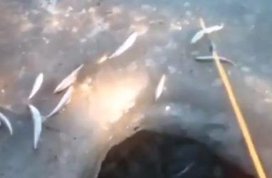 XXI век: в приморском посёлке Тавричанка рыбу ловят прямо на дороге