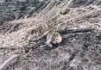 Трогательное видео: охотники спасли кошку из капкана в Приморье