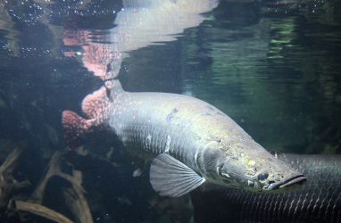 Житель Приморья поймал гигантскую рыбу — живое ископаемое