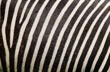 Как правильно выбрать ковер в виде шкуры зебры