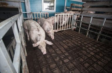 В одном из районов Приморья сельчане стали спешно забивать всех свиней