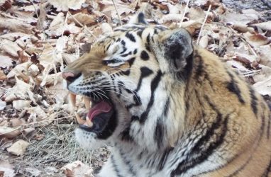 Знаменитого тигра Амура передали Приморскому сафари-парку