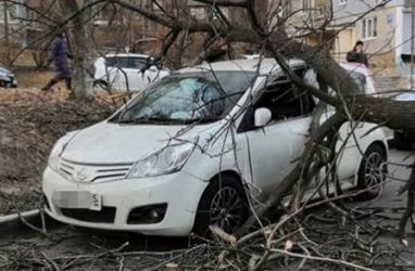 Дерево обрушилось на автомобиль во Владивостоке