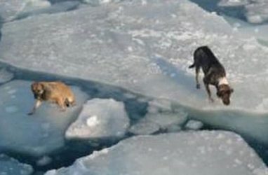 Чудесное спасение: во Владивостоке сняли с льдины двух собак