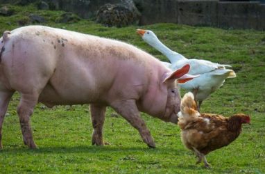 В первом квартале 2020 года в Приморье поголовье свиней выросло на 36%
