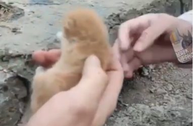 «Мужики с большой буквы»: спасатели достали крохотного котёнка из заточения в Приморье